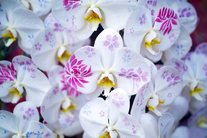 Celebration Phalaenopsis_Cosmetic Orchid