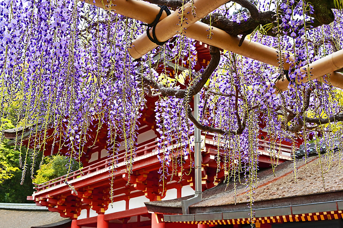 Kasuga taisha Shrine: Wisteria and South Gate of Kasuga taisha Shrine Wisteria, a plant from the Manyoshu  The Anthology of Myriad Leaves , blooms at Kasuga Taisha Shrine