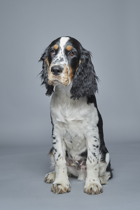 Portrait of English Springer Spaniel against gray background, by Jason Griego
