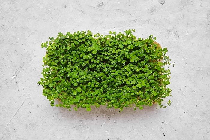 Top view of fresh microgreens, watercress salad on stone background, by Aleksei Isachenko