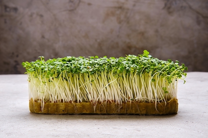 Fresh microgreens, watercress salad, by Aleksei Isachenko