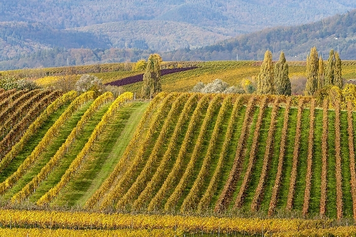 Autumnal coloured vineyards, Ilbesheim, Southern Wine Route, Palatinate Forest, Rhineland-Palatinate, Germany, Europe, by AnnaReinert