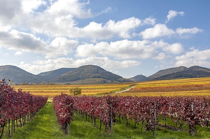Autumnal coloured vineyards, Ilbesheim, Southern Wine Route, Palatinate Forest, Rhineland-Palatinate, Germany, Europe, by AnnaReinert
