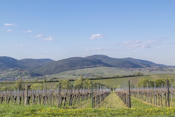 View over vineyards to the Palatinate Forest, Ilbesheim, Southern Palatinate, Palatinate, Rhineland-Palatinate, Germany, Europe, by AnnaReinert