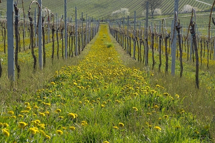 Vineyards in spring with dandelions, Southern Palatinate, Palatinate, Rhineland-Palatinate, Germany, Europe, by AnnaReinert