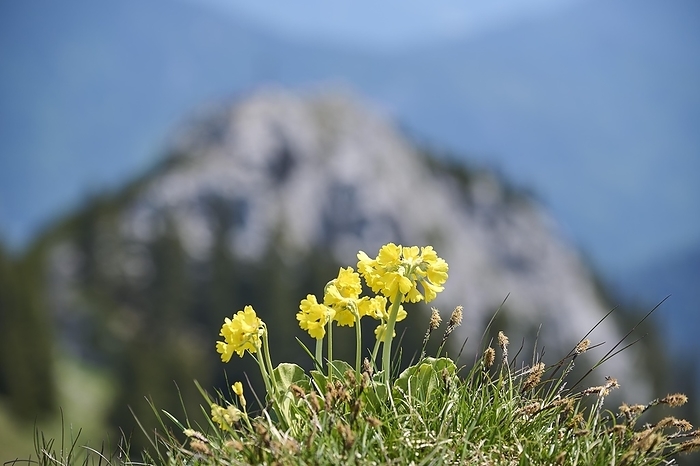 Cowslip (Primula elatior) in front of Käserwand, Wildalpjoch, Bayrischzell, Mangfall Mountains, Upper Bavaria, Germany, Europe, by Hermann Dobler