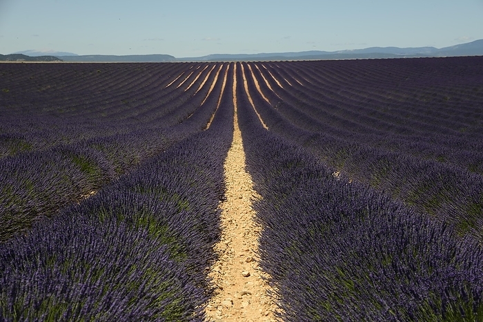 Flowering lavender (Lavandula angustifolia) field, Plateau de Valensole, Provence, Département Alpes-de-Haute-Provence, Region Provence-Alpes-Côte dAzur, Southern France, France, Europe, by Egon Bömsch