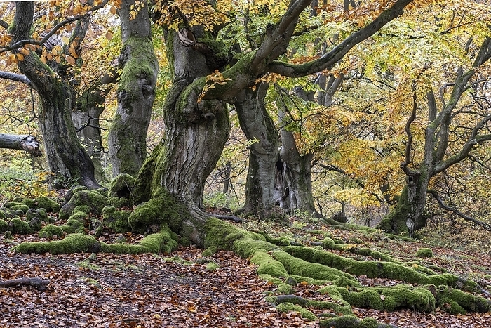 Old copper beeches (Fagus sylvatica) in the Hutewald Halloh, Hesse, Lower Saxony, by Erhard Nerger