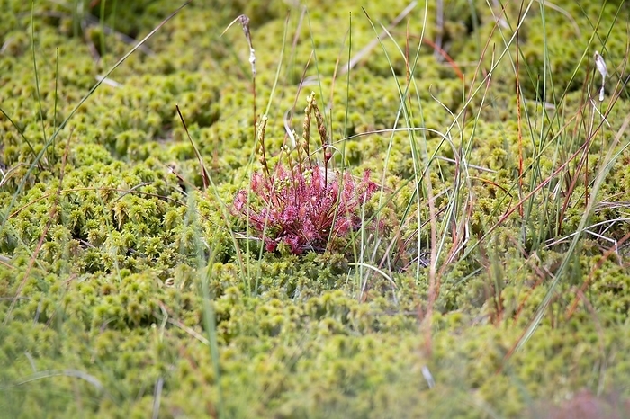 Peat moss (Sphagnum), dense large stand well waterlogged in a bog together with common sundew (Drosera intermedia), Lower Saxony, Germany, Europe, by Farina Graßmann