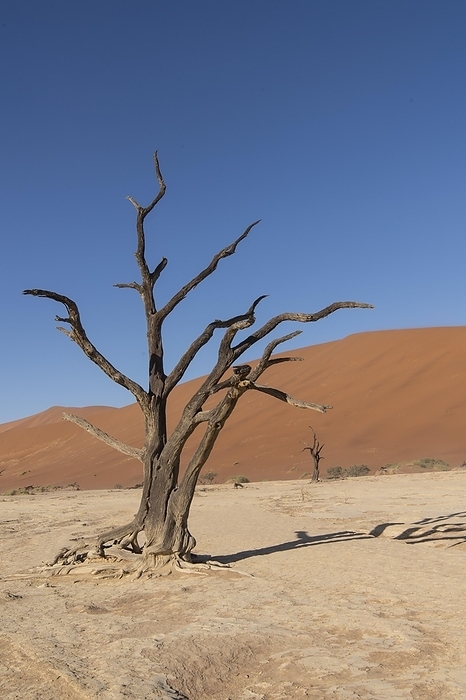 Dunes in Deadvlei, Namib-Naukluft National Park, Namib Desert, Namibia, Africa, by Günter Lenz