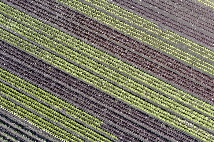 Diagonal rows of lettuce in the Seeland vegetable growing area, Großes moss, Kerzers, Canton of Fribourg, Switzerland, Europe, by Guenter Fischer