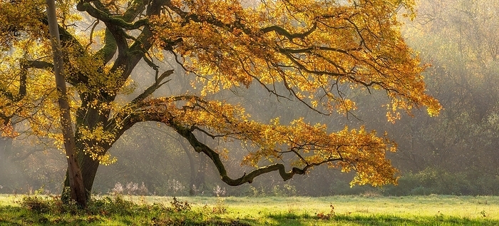 Solitary oak tree in a clearing in the forest, Elbe meadows near Dessau in autumn, Middle Elbe Biosphere Reserve, Garden Kingdom Dessau-Wörlitz, Dessau-Roßlau, Saxony-Anhalt, Germany, Europe, by AVTG