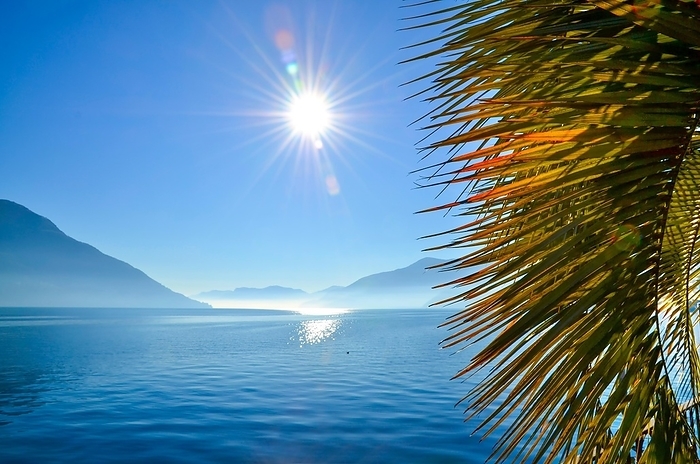 Palm Leaf on a Foggy Alpine Lake Maggiore with Mountain and Sunbeam in Switzerland, by Mats Silvan