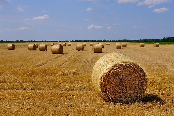 Stubble field with straw bales, North Rhine-Westphalia, Germany, Europe, by K. Schumacher