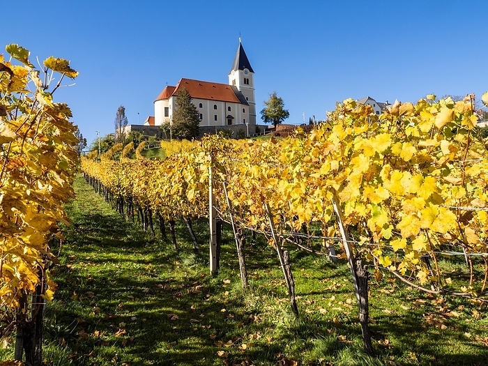 Blue sky over vines in autumn, Catholic parish church of St. Anna am Aigen, St. Anna am Aigen, south-eastern Styrian hill country, Styria, Austria, Europe, by Karl-Heinz Schein