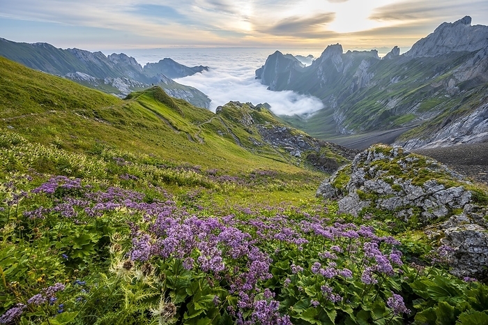 Purple flowers on a mountain meadow, view over Säntis mountains into the valley of Meglisalp at sunrise, Rotsteinpass, high fog in the valley, Säntis, Appenzell Ausserrhoden, Appenzell Alps, Switzerland, Europe, by Mara Brandl