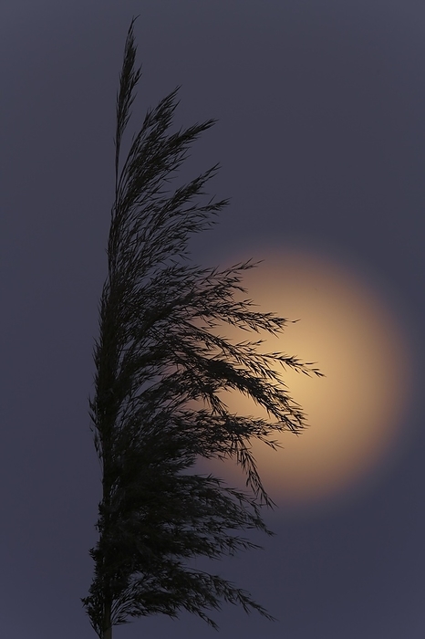 Full moon behind a reed tassel, Middle Elbe Biosphere Reserve, Saxony-Anhalt, Germany, Europe, by Volker Lautenbach