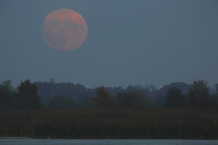 Full moon, Middle Elbe Biosphere Reserve, Saxony-Anhalt, Germany, Europe, by Volker Lautenbach