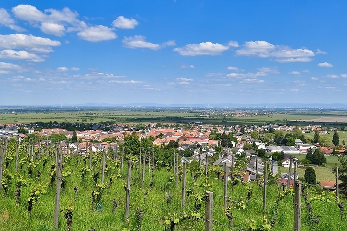 Vineyards in Wachenheim in Rhineland-Palatinate, Germany, Europe, by Firn