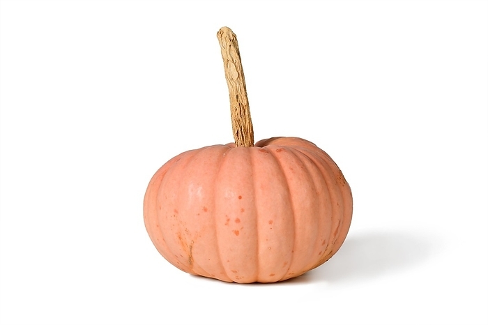 Pastel pink colored 'Miss Sophie Pink' Halloween pumpkin on white background, by Firn