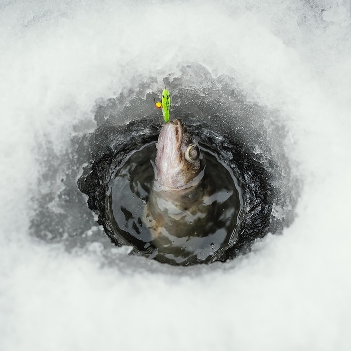 Frozen fish with snow around, by Oleksandr Latkun
