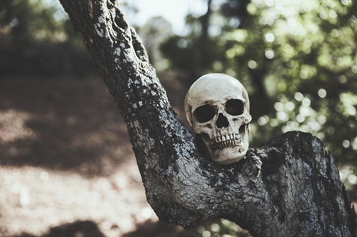 Gloomy skull placed wood, by Oleksandr Latkun