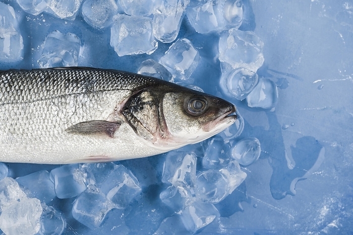 Top view fish ice cubes, by Oleksandr Latkun