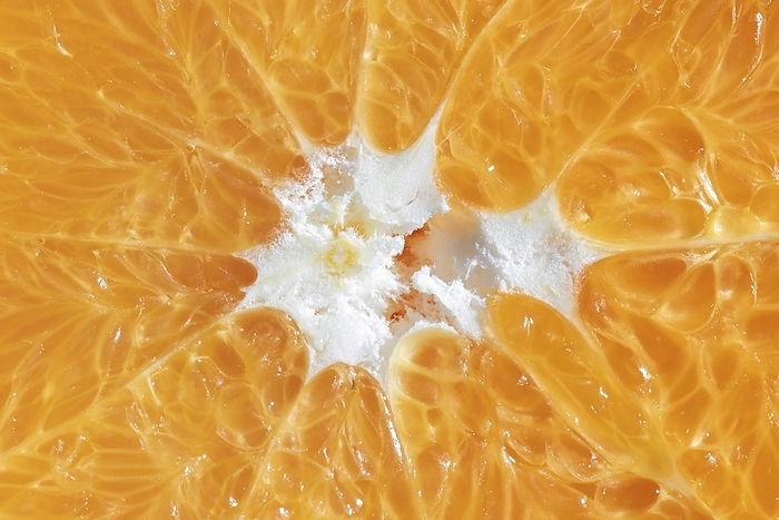 Close up orange organic background, by Oleksandr Latkun