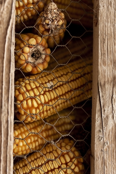 Corn cobs country lifestyle, by Oleksandr Latkun