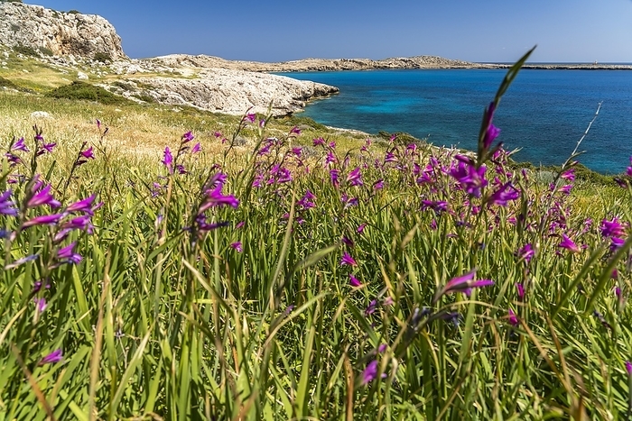 Spring Flowers Italian Gladiolus in the Landscape of Cape Greco Peninsula, Agia Napa, Cyprus, Europe, by Peter Schickert