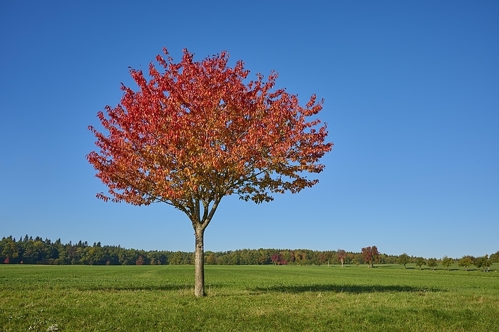 Field landscape, cherry tree, fruit trees, sky, autumn, beeches, Odenwald, Baden-Württemberg, Germany, Europe, by Raimund Linke