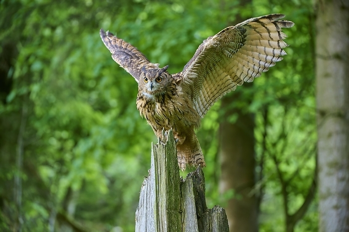 Eurasian eagle-owl (Bubo bubo), flying on tree trunk in forest, Bohemian Forest, Czech Republic, Europe, by Raimund Linke