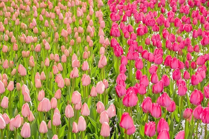 Tulip field with many pink tulips in bloom, by Robert Poorten