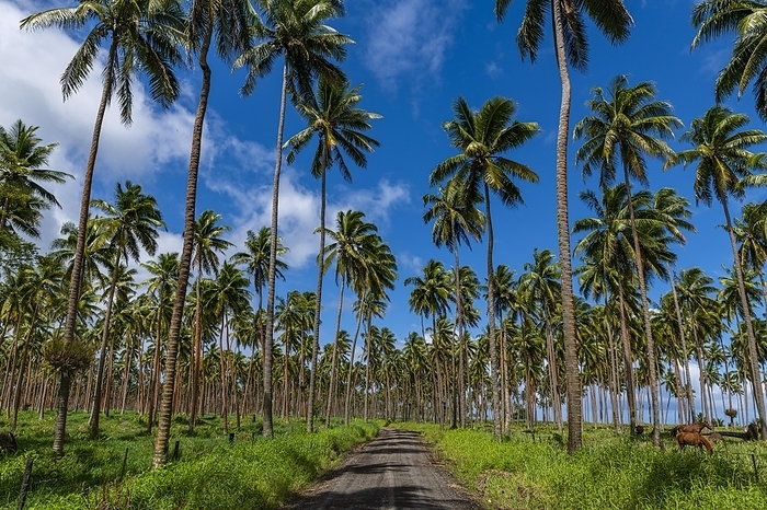 Palm grove on the south coast of Taveuni, Fiji, South Pacific, Oceania, by Michael Runkel
