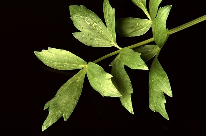 Lovage (Levisticum officinale), also known as Maggikraut, Rübestöckel, Liebstengel, used as a spice, by Sunny Celeste