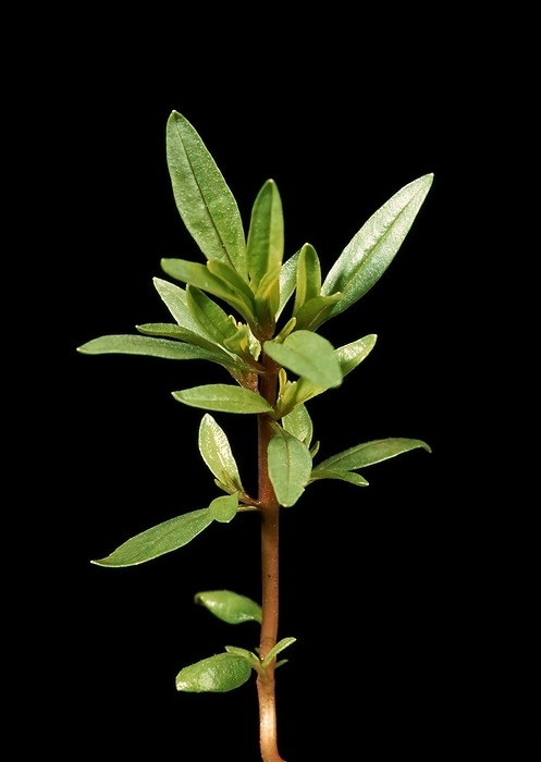 Summer savoury (Satureja hortensis), also known as garden savoury, real savoury, pepper herb, garden savoury, spice, medicinal plant, by Sunny Celeste