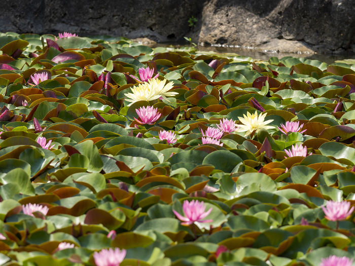 Water lilies blooming in the pond