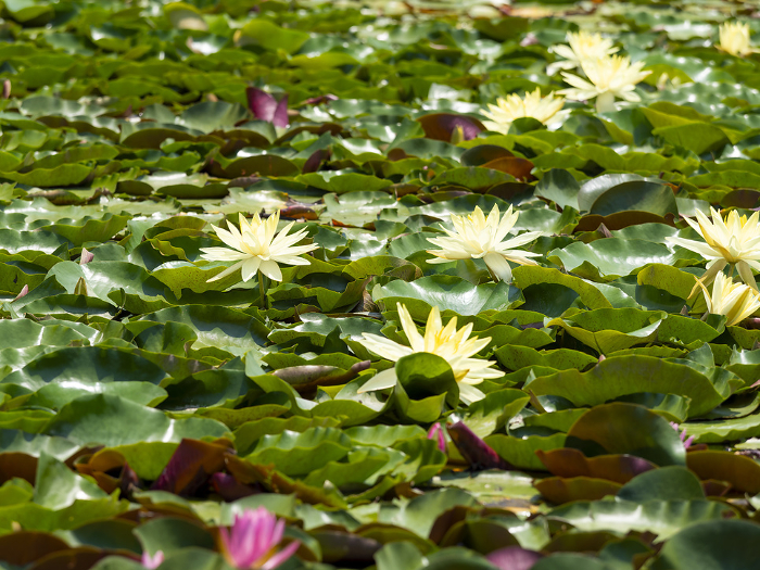 Yellow water lilies blooming in the pond