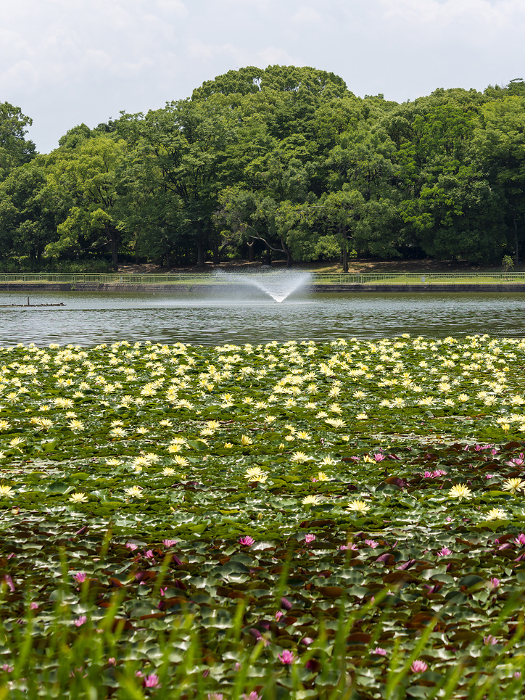 Water lilies bloom in the pond at the Botanical Garden