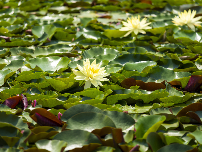 Yellow water lilies blooming in the pond