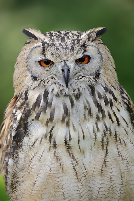 Eurasian eagle owl  Bubo bubo  Bengal Eagle Owl  Bubo bengalensis   Bubo bubo bengalensis , captive, occurring in Asia, by Christian H tter