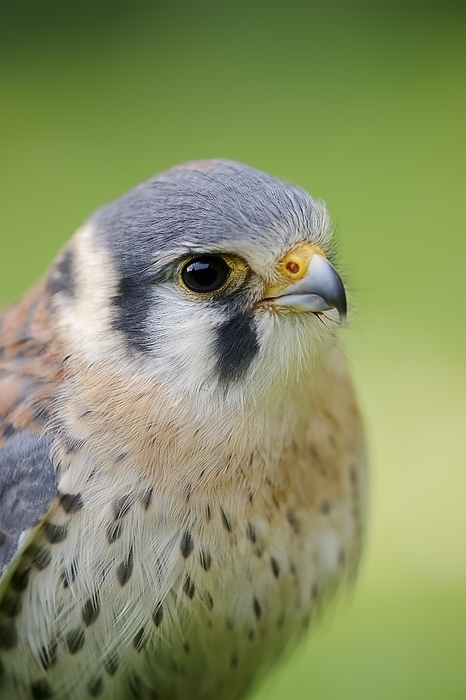 American kestrel  Falco sparverius  Coloured Common Kestrel or American kestrel  Falco sparverius , male, portrait, captive, occurring in North and South America, by Christian H tter