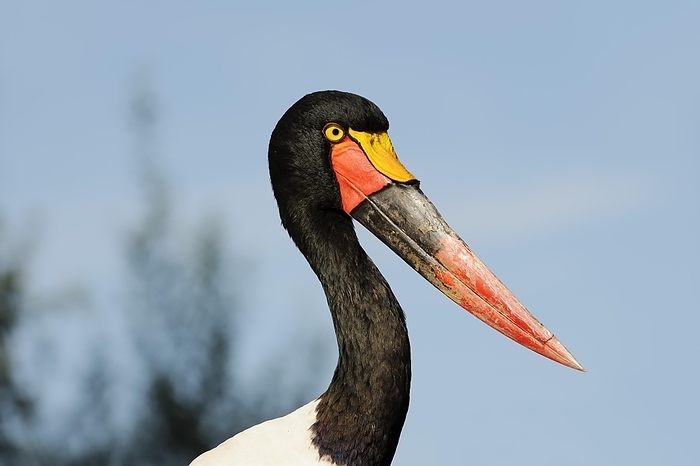 white stork  Ciconia ciconia  Saddle billed stork  Ephippiorhynchus senegalensis , female, captive, occurrence in Africa, by Christian H tter