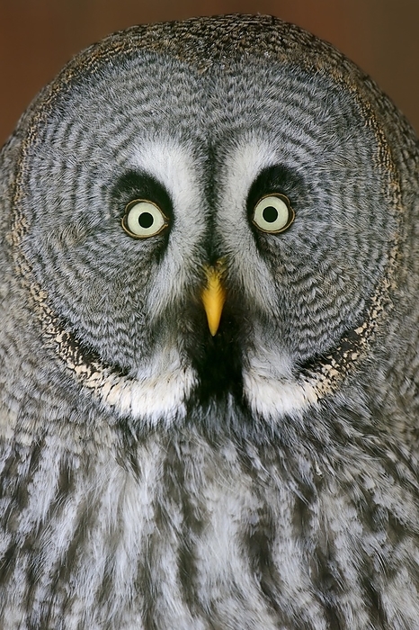 great grey owl  Strix nebulosa  Great grey owl  Strix nebulosa , portrait, captive, Germany, Europe, by Christian H tter
