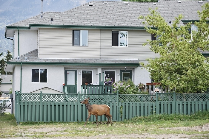Canada American elk  Cervus canadensis , female in front of a house, Jasper, Jasper National Park, Alberta, Canada, North America, by Christian H tter