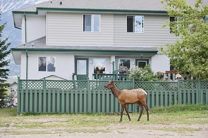 Canada American elk  Cervus canadensis , male in front of a house, Jasper, Jasper National Park, Alberta, Canada, North America, by Christian H tter
