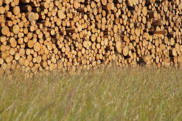 Germany Wood pile after timber harvest at a grassy meadow, forestry, tree trunks, felled, wood, wood storage, storage, landscape, Breitenbrunn, Erzgebirge, Saxony, Germany, Europe, by Gerald Abele