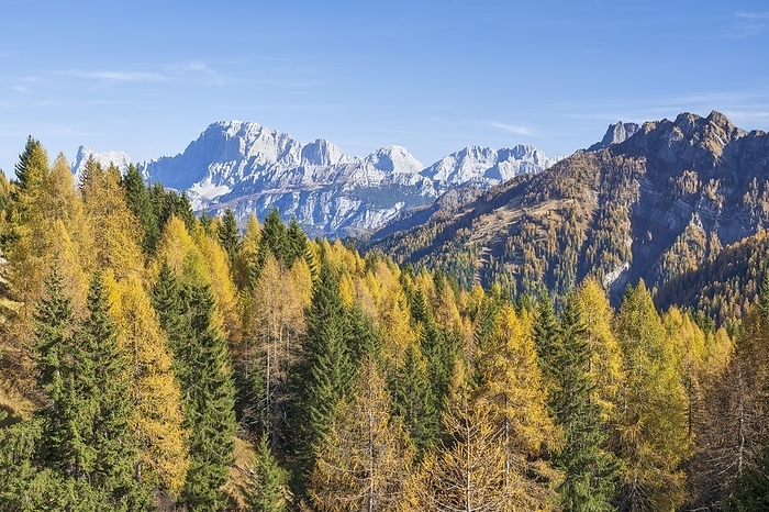 Italy Autumn in the Dolomites, larches, blue sky, South Tyrol, Italy, Europe, by Hannes Brandst tter