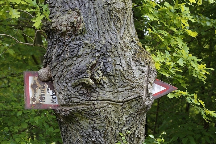 Germany Ingrown sign in a tree, Middle Elbe Biosphere Reserve, Saxony Anhalt, Germany, Europe, by Volker Lautenbach