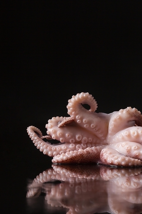 Front view fresh octopus table, by Oleksandr Latkun